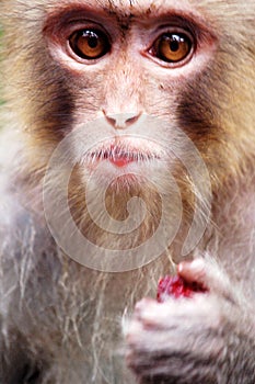 Monkey eating red bayberry