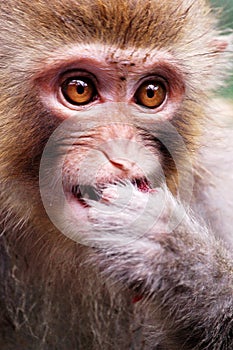 Monkey eating red bayberry