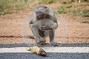 Monkey eating roasted corn