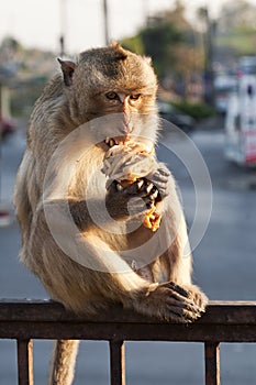 Monkey Eating Sandwich