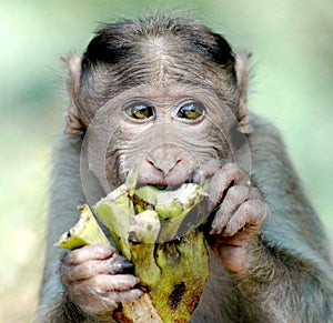 Monkey eating something