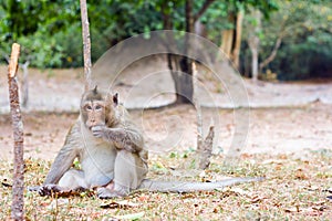Monkey eating something in Angkor Wat