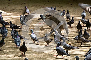 Monkey eating while surrounded by pigeons