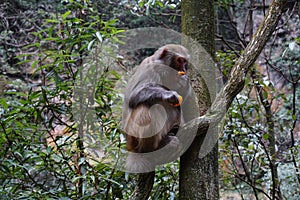 Monkey eating a tangerine fruit on a tree