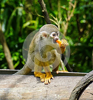 Monkey eating at the zoo