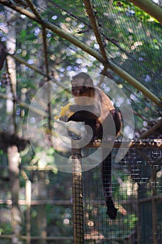 Monkey eating in zoo cage