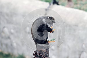 Monkey eating in zoo