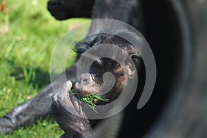 Monkey eating in zoo in Stuttgart