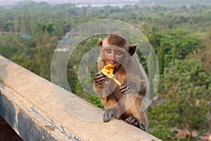 The monkey eats banana