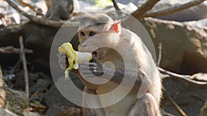 monkey eats banana against of mountains background