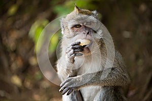 A monkey eats a banana in the wild.
