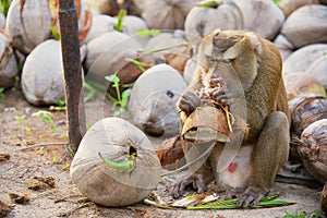 Monkey eats coconut at the coconut plantation at Koh Samui, Thailand.