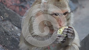 Monkey eats a corn in Lopburi