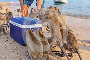 Monkey eats ice