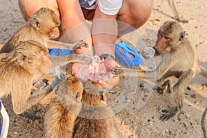 Monkey eats ice