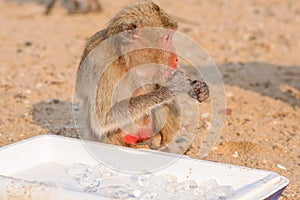 Monkey eats ice