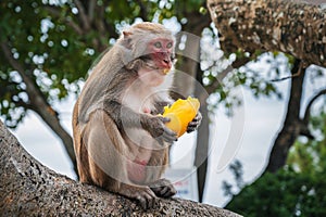 monkey eats mango sitting on a tree in the forest in wild nature