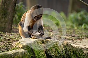 a monkey eats a piece of food from a tree stump