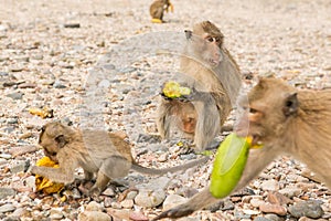 Monkey eats raw mango