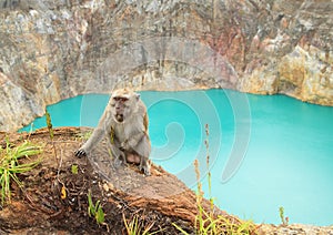 Monkey on edge of crater with lake Tin on Kelimutu photo