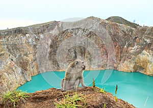 Monkey on edge of crater with lake Tin on Kelimutu photo
