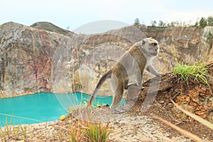 Monkey on edge of crater with lake Tin on Kelimutu photo