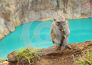 Monkey on edge of lake Tin on Kelimutu eating cookie photo