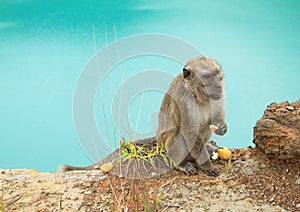 Monkey on edge of lake Tin on Kelimutu eating cookie photo