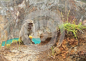 Monkey on edge of lake Tin on Kelimutu eating fruit photo