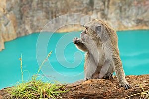 Monkey on edge of lake Tin on Kelimutu eating photo