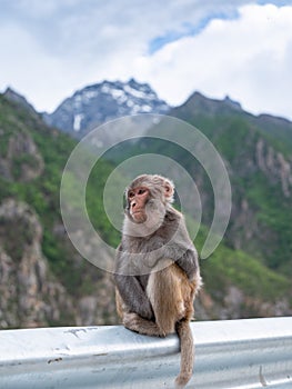 A monkey on the edge of the Sichuan-Tibet Highway