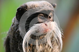 monkey - Emperor Tamarin monkey on branch white mustache