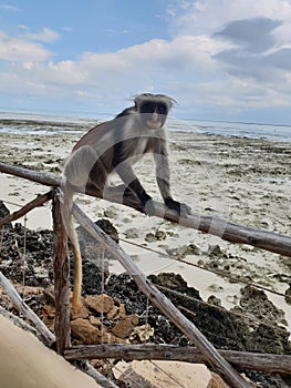Monkey enjoying the ocean in Zanzibar