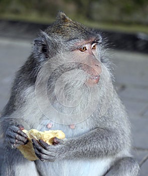 Monkey enjoying piece of bread stolen from tourist