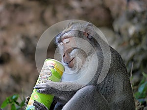 Monkey enjoying stolen potato chips