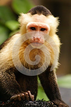Monkey expression in his eyes ,Amazon in Colombia