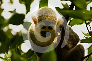 Monkey expression in his eyes ,Amazon in Colombia