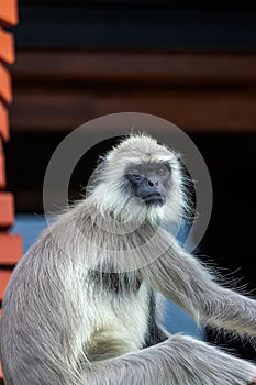 Monkey expression - Ooty Tamilnadu India