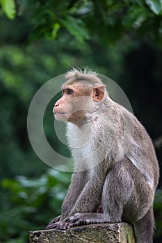 Monkey expression - Ooty Tamilnadu India