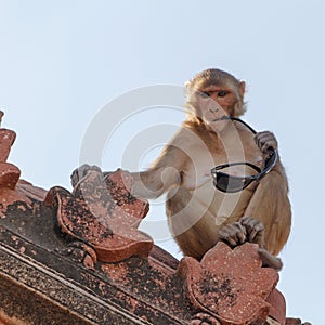 Monkey with eyeglasses on roof of temple