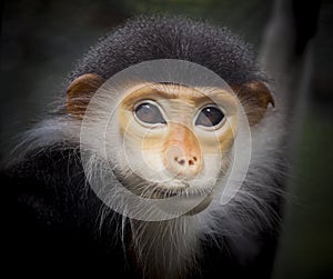 Monkey face on black background. photo
