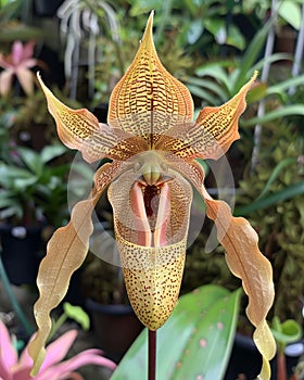 monkey face orchid with a rocky background in the wild