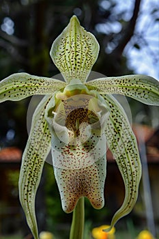 monkey face orchid with a rocky background in the wild