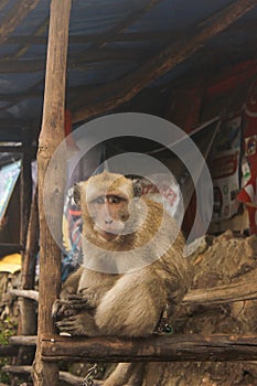 monkey facing the camera sitting on the wood