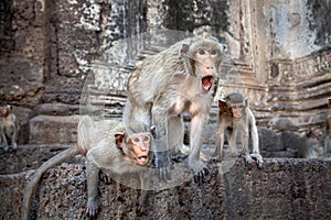 Monkey familery action. photo
