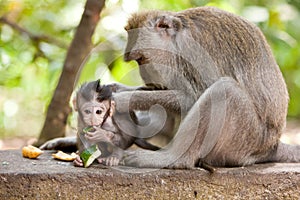 Monkey family