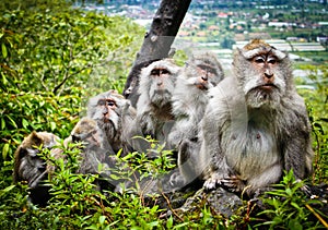Monkey family