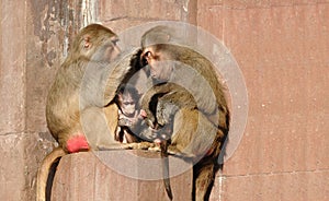 Monkey family