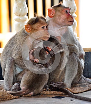 Monkey family