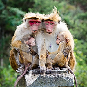 Monkey family